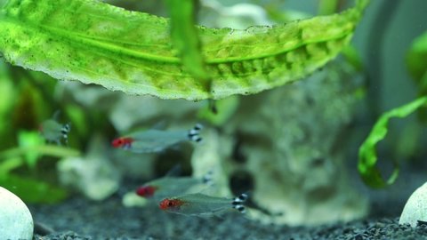 Red-tetra fish, rummy-nose tetra (Hemigrammus bleheri) in aquarium. Aquaria concept.