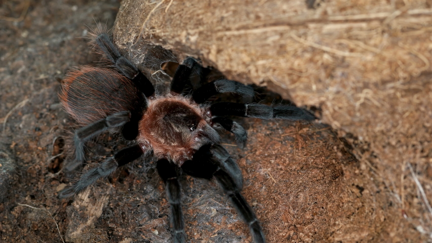 Tarantula spider Brachypelma vagans, family Theraphosidae. Predator, feeds on insects, frogs, small rodents ... Often kept as exotic pets Royalty-Free Stock Footage #1062246091