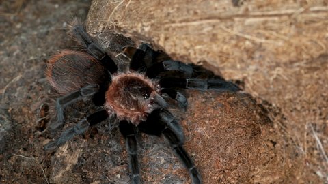 Tarantula spider Brachypelma vagans, family Theraphosidae. Predator, feeds on insects, frogs, small rodents ... Often kept as exotic pets