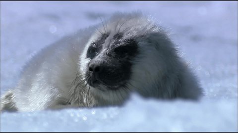 Belek is a newborn seal baby covered with snow-white fur. On March 15, many countries around the world celebrate the international day for the protection of newborn baby seals.