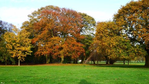 A static, wide shot of colourful autumn tree foliage in a public park in Birkenhead in the north west of England, UK