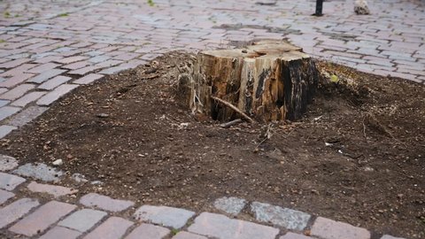 Cut tree stump in old city centre after storm