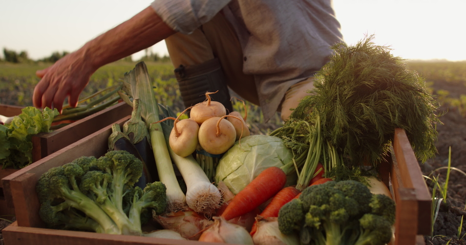 Hands of farmer putting colorful vegetables in a box. Agriculture worker examining organic local crops from farm - agriculture concept close up 4k footage | Shutterstock HD Video #1062252163