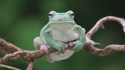 a big green tree frog, Litoria infrafrenata, twinkle with the eyes, portrait frontal, several takes, 50fps