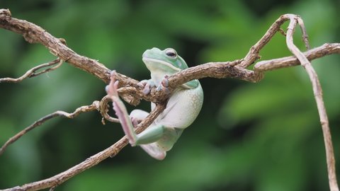 a giant green tree frog, Litoria infrafrenata, climbing on a twig, several takes, 50fps