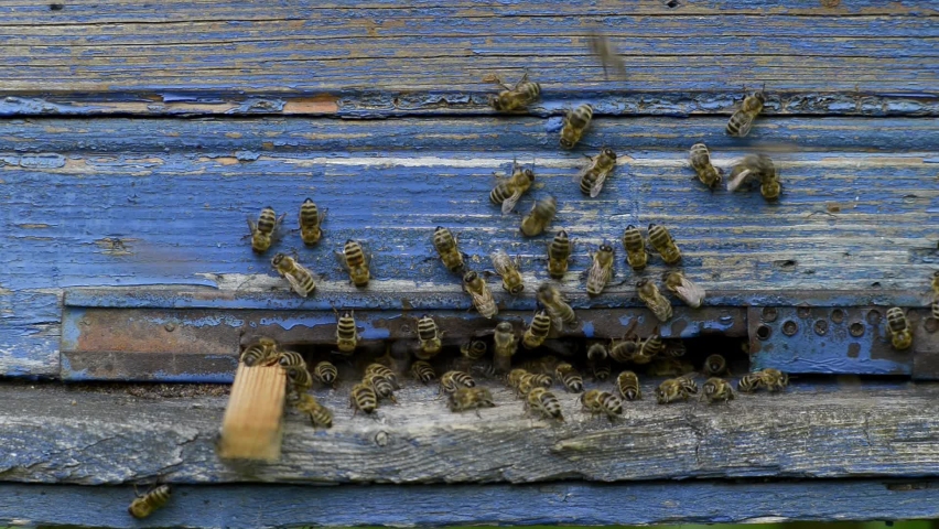Honey bees nears on the hive