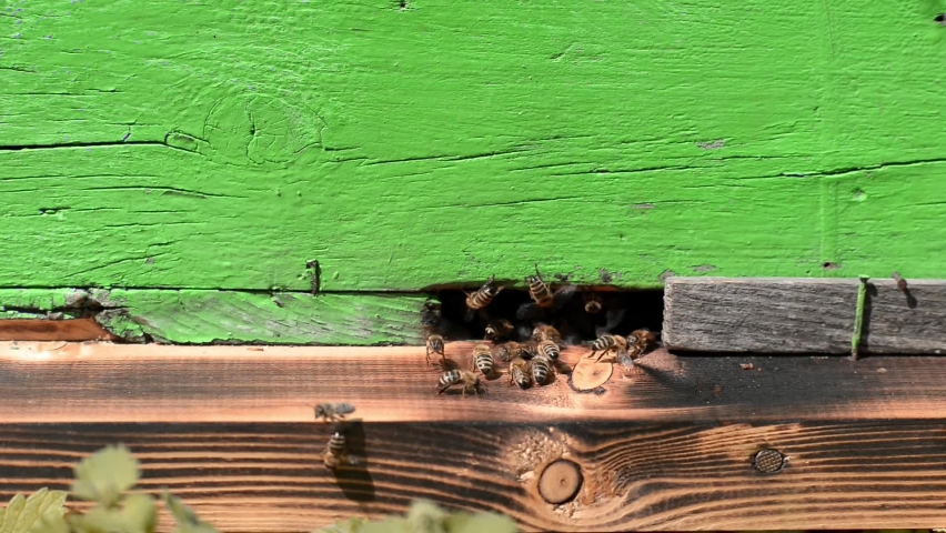 Honey bees nears on the hive