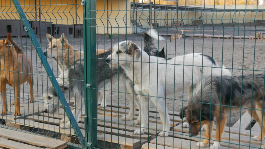 Unwanted and homeless dogs barking in animal shelter. Asylum for dog. Stray dogs in an iron cage. Poor and hungry street dogs and urban free-ranging dogs. Feral dog in prison | Shutterstock HD Video #1062257056