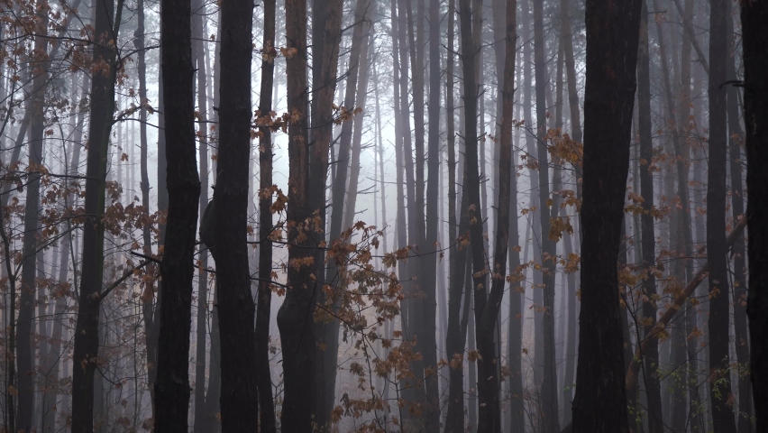 morning autumn forest completely covered with fog