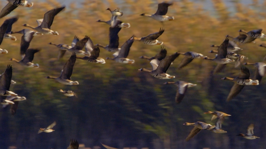 flock of wild geese (branta ruficollis) in natural habitat  Royalty-Free Stock Footage #1062260485
