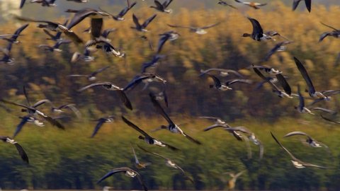 flock of wild geese (branta ruficollis) in natural habitat 