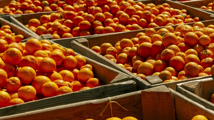 Orange harvest in the Lecrín Valley, Andalucia, Spain. The Lecrin valley, near Granada, is a main centre for the production of oranges and lemons in Granada Province. Harvest is done in early spring Royalty-Free Stock Footage #1062260755