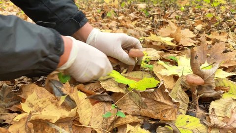 Mushroom picker cuts edible forest mushrooms with a knife. Honey mushrooms. Hand picking fresh honey fungus (Armillaria mellea) in an autumn forest.