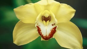 Beautiful yellow orchid flower filmed in close up