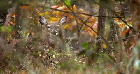 deer stares while eating and walks out of scene with fall foliage behind