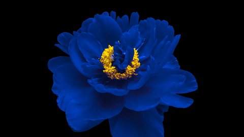 Timelapse of spectacular beautiful blue peony flower blooming on black background. Blooming peony flower open, time lapse, close-up
