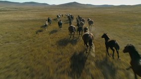 Epic herd flock horses equine slow motion run fast across steppe, hilly field grassland, dust flies from under hooves. Grazing, pasture. Sunny day, horizon. Freedom, power. Wildlife landscape. Aerial - Powered by Shutterstock - Get 15% off with code: PIKWIZARD15