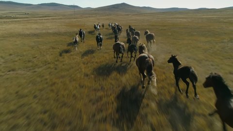 Epic herd flock horses equine slow motion run fast across steppe, hilly field grassland, dust flies from under hooves. Grazing, pasture. Sunny day, horizon. Freedom, power. Wildlife landscape. Aerial
