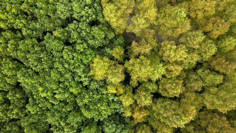 Forest aerial top view in early autumn. Forest of green conifers, deciduous trees with yellow leaves. Fall colors countryside woodland. Drone zoom out directly above colorful texture in nature