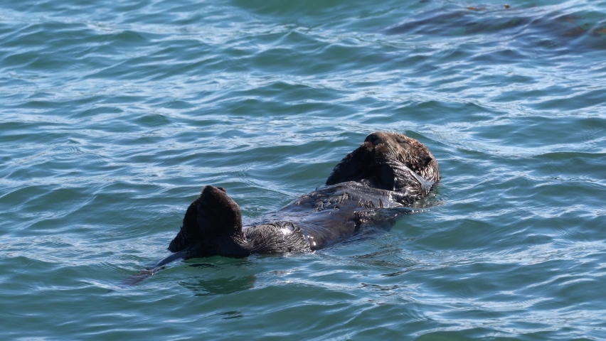 Sea otter resting on its back with eyes closed in Moss Landing Harbor in Monterey Bay, Central California (USA). Endangered animal species. 4K quality.