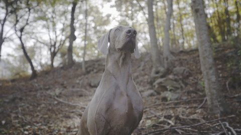 Strongest tough Weimaraner dog standing stern dolly zoom effect