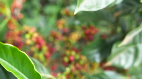 Fresh red and green coffee berries background. Arabica and robusta coffee beans ripening on tree in in organic coffee plantation