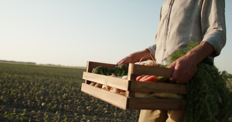 Farmer bringing box of freshly harvested organic vegetable crops. Ranch worker walking in young field - agriculture concept 4k footage