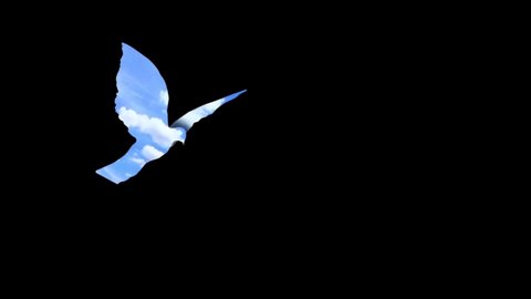Transparent Sky Pigeons Flying over the Dark Black Background - White Dove Bird On Low key 