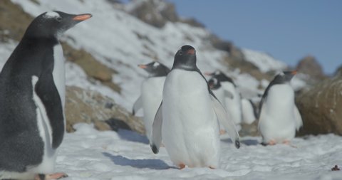 Antarctica - A group of Gentoo Penguins (Pygoscelis papua) in the snow on the Antarctic peninsula
