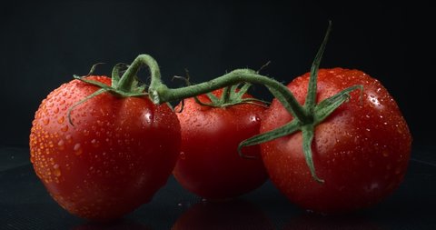 Three ripe tomatoes on one branch. Tomatoes with water drops. A bunch of wet tomatoes sprinkled with water. Black background in soft studio lighting. Zoom in.