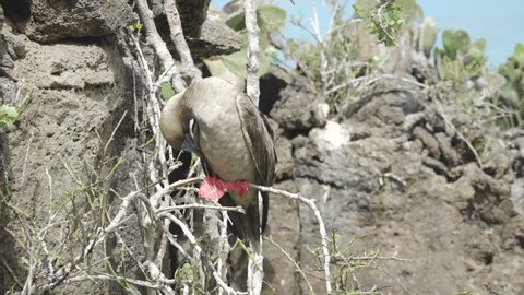 Red-Footed Booby Perched on Dry Mangrove Branch with Water Reflections and Pan Away on Genovesa Island, Galapagos