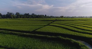Aerial shot of beautiful rice fields in Bali Indonesia.