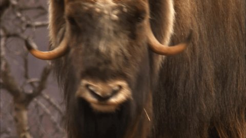 Musk ox. About 3.5 million years ago, the ancestors of musk oxen descended from the Himalayas and spread across Siberia and the rest of Northern Eurasia