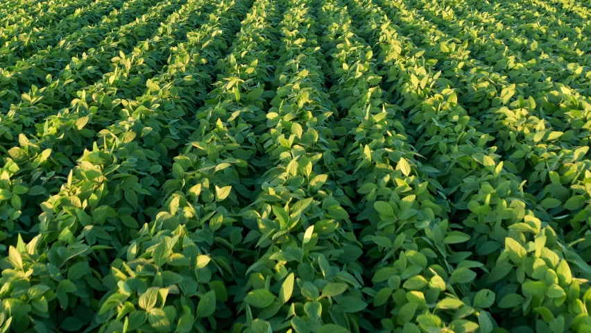 An aerial shot of soybean field ripening at spring season, agricultural landscape Royalty-Free Stock Footage #1062279748