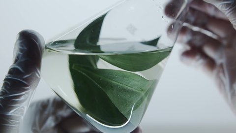 Close-up of a flask with green plant leaves in the hands of a laboratory assistant. Environmental protection. Research on the beneficial properties of algae and plants.