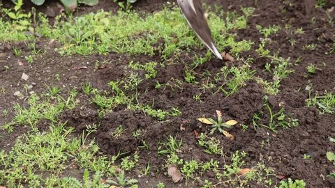 Closeup of weeding in the garden and preparing soil for the next sowing of new plants. Autumn compulsory work. The hard life of a villager. Video shot Full HD 60 fps.