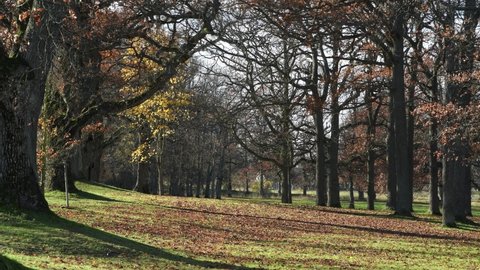 Color full autumn in a park on the Drottningholm island in Stockholm. Oak leaves falling 