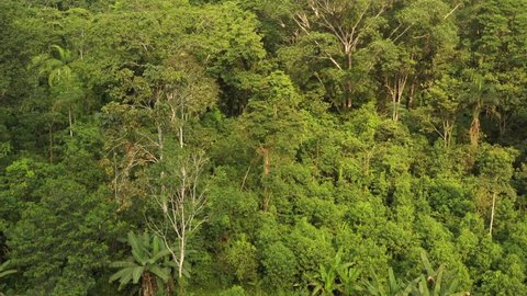 Beautiful drone aerial view of tree tops of amazon rainforest in summer sunny day. Concept of conservation, ecology, biodiversity, global warming, environment and climate change.