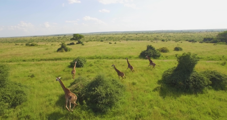 Drone following shot of a group herd of giraffe running away in green grass field in wildlife safari holiday adventure park in bush rural savannah desert nature of Kenya 4k Royalty-Free Stock Footage #1062287113