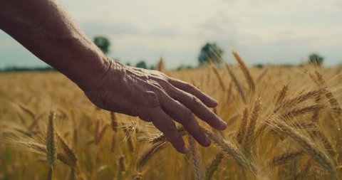 Cinematic close up of mature farmer touching wheat crop ears to control a quality in grain field used for biological ecological natural cereal farming and organic cultivation ready for harvesting
