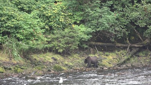 Bears. Grizzly brown bears trying to catch fish near Falls Alaska USA.