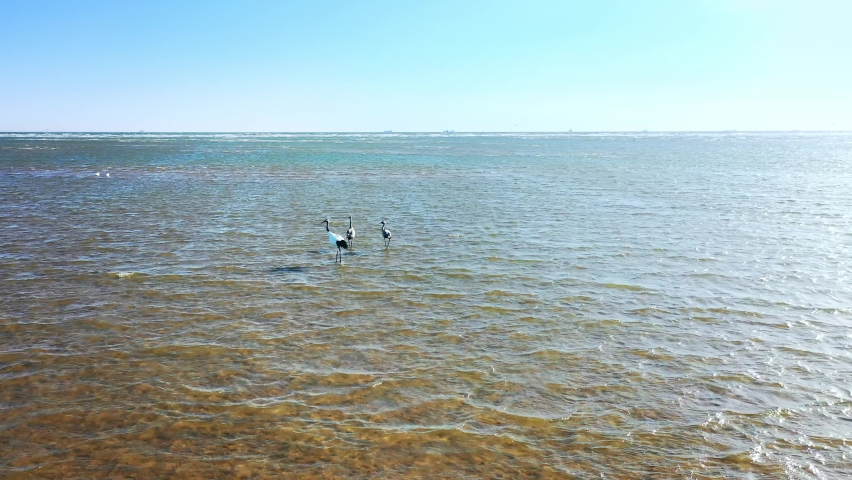 Aerial shot of three red-crowned cranes walking and flying in shallows of sea