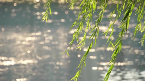 Fresh green willow branches swaying in breeze on bokeh lake background