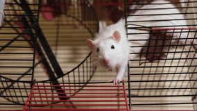 One funny rat looks out of the cage and beg for food. Pet rats close up. 4k resolutin video