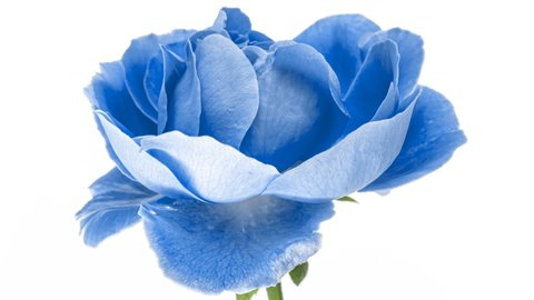 amazing blue peony flower background trend Stock Footage Video (100%