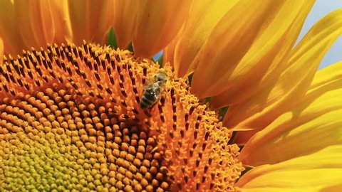 sunflower and bee,macro