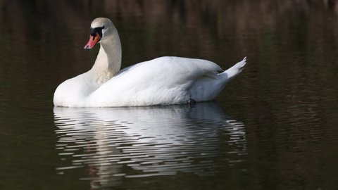 Beautiful white swans swim on water, lake, river.
