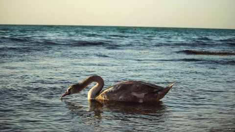 Beautiful young swan swimming on the sea beach on golden sunset