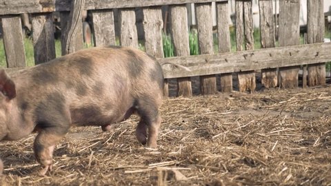 farm agriculture slow motion video concept. piglet a group livestock looking for food sniffing. hog swine run pork walk on an old farm agriculture. cute pig dirty group pig