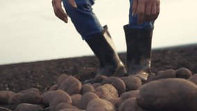 smart farming. man farmer a picks potato crop slow motion video. agricultural lifestyle harvesting concept. male commoner in red neck rubber boots during harvest